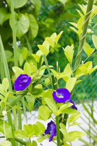 Blauer Matcha 100 Kapseln – Bild 2
